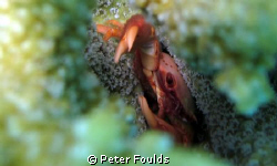 crab by Peter Foulds 